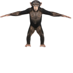 monke groupe