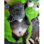 Club de perritos;D