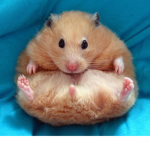 Chunky Hamsty