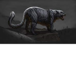shadow_catgang