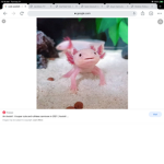 Axolotl lol ok