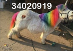 Farty Unicorn