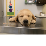 Dog from hospital that you just got