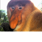 Proboscis Monkey clan