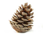 Oder Of The Pine Cone