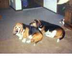 The Doggie Blockers