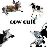 the cow cult <3