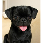pug evolution