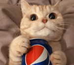 Pepsi Cat - Studios