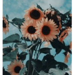~ * Star ~ *