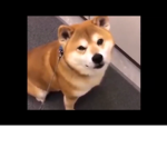 Bacons are cool999
