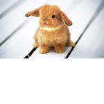 B U N N Y F A M :D <3