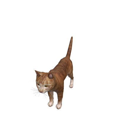 🌠 [UPDATED] Cat