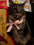 -Alice- the cat