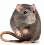 The Ratty Rats 4ever