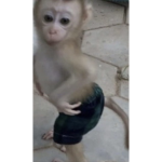 Ooga booga monkey