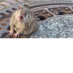 the RatClan