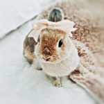 • Bun Squad •