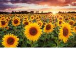 Sunflower Squad ツ