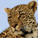 The leopards group