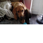 Puppy Adores Forever YAY