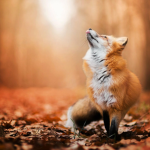 Family of Foxes!