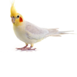 Cockatiel Regiment