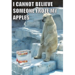 polar bear apples