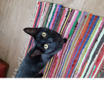 If you love animals joined this group