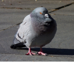 Za pigeon squad