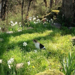 - purrfect gardens [wc:ue] Group Thumbnail