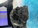 Xgamer 123