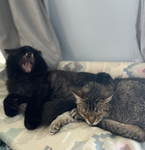 snnadosnackies