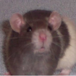 Ratatouillerats
