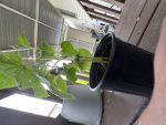 Grow a garden party