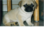 pug