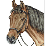 .-* Equine Eclipse *-.