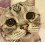 !Cat grup join if you love cats!