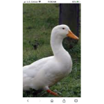Ducks United!!.