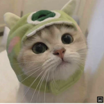 {*+Kitties_lovexcats+*}