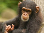 Monke Peolpe