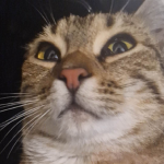 Cat Enjoyer