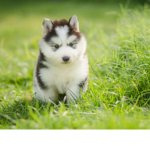 Puppies life