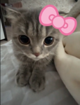Busycat's kitten army