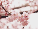 Beautiful blossoms <3