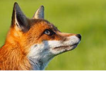 FOX THE BEST