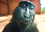 Rizz monkey community