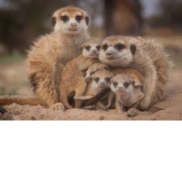 Meerkats hangout
