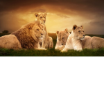 The Tiger Regiment