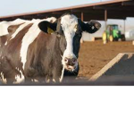 "Cow And Bull Army"